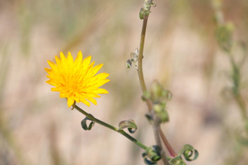 Yellow meadow flower on light blurred background