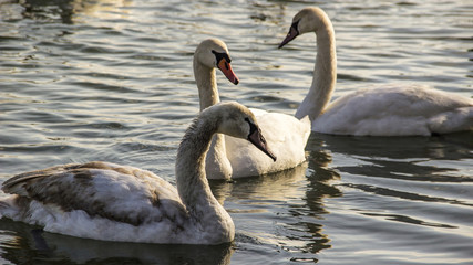Swans (Cygnus cygnus) on the Danube
