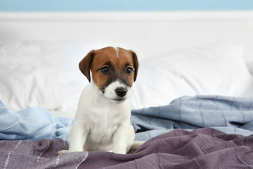 Cute funny puppy on bed at home