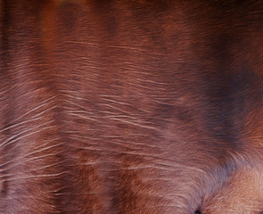 Brown cowhide texture