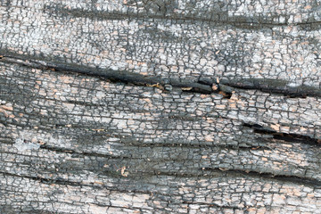 wood texture. background old panels