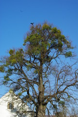 crow