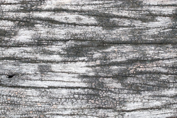 Fototapeta premium wood texture. background old panels