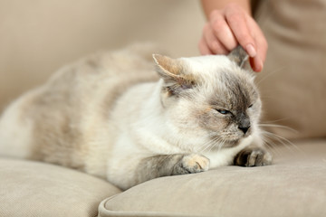 Female hand stroking cute cat lying on sofa