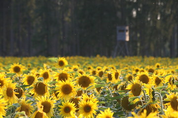 Sonnenblumenfeld vor einem Wald 