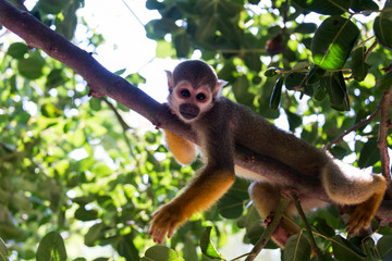 Squirrel monkey at Hay Park in Kiryat Motzkin, Israel
