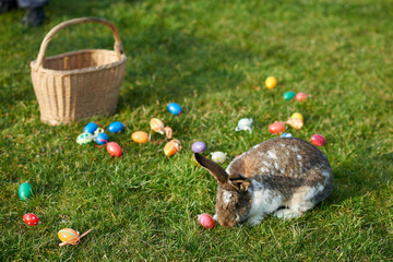 happy easter bunny with eggs