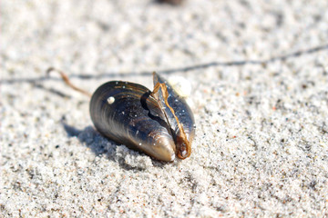 Miesmuschel am Strand von Hddensee