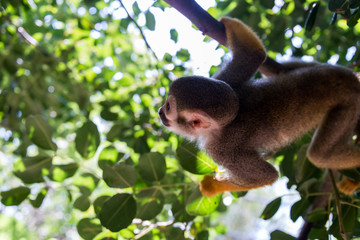 Squirrel monkey at Hay Park in Kiryat Motzkin, Israel