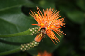Orange spiny flower.