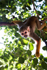 Squirrel monkey at Hay Park in Kiryat Motzkin, Israel