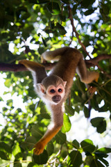 Fototapeta premium Squirrel monkey at Hay Park in Kiryat Motzkin, Israel