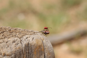 One bug riding another on top of a fence post.
