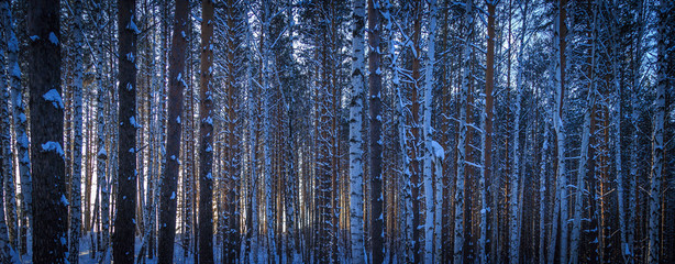 Winter forest in sunny weather during the day