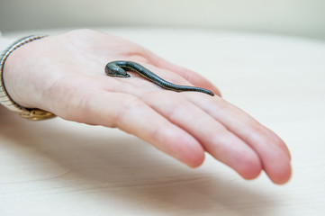 Close up leech for hirudotherapy on the specialist's hand. Alternative medicine. Selective focus