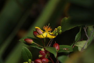 Yellow tropical flower.