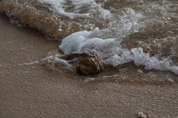 Surf at shore's edge.