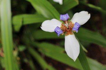 Blue and purple tropical flower.