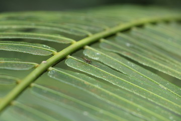 Grass-like leaf with lone ant walking on spines.