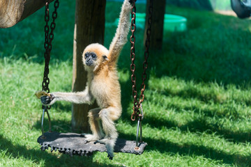 Obraz premium Baby Gibbon at Hay Park in Kiryat Motzkin, Israel