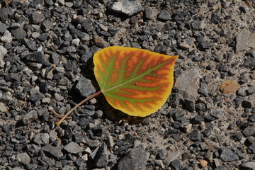 Dead orange and green leaf on cinders and stones.