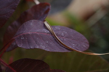 Burgundy leaf with dead grass.