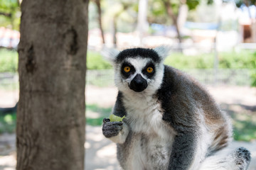 Lemur at Hay Park in Kiryat Motzkin, Israel