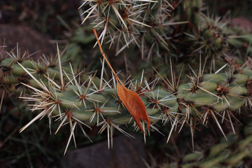 Dead leave stuck on cactus.