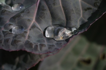 Raindrop puddled on leaf.