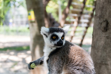 Lemur at Hay Park in Kiryat Motzkin, Israel