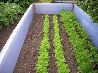 Carrots in rows