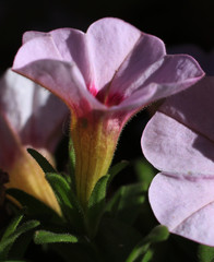 Pink flower.
