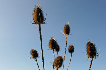 Teasel (Dipsacus fullonum) seed heads