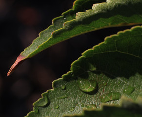 Green leaf with lots of texture and raindrops.