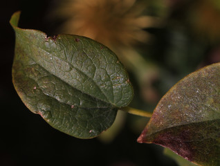 Green leaf with lots of texture.