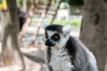 Lemur at Hay Park in Kiryat Motzkin, Israel