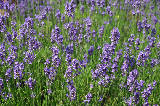 Lavender (Lavandula angustifolia) flowers