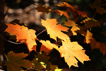 Golden yellow fall leaves.