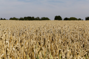 Golden wheat field
