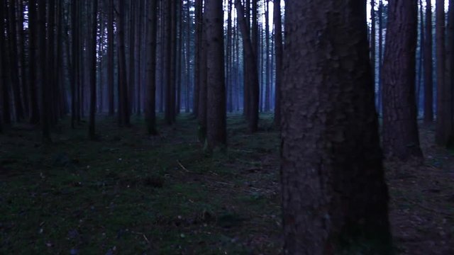 Walking through the forest steadycam shot at dusk dark setting and ambience