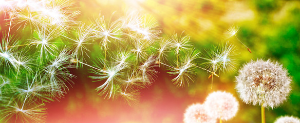 Panele Szklane Podświetlane  Puszysty kwiat mniszka lekarskiego na tle letniej lan