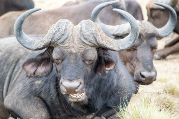 African buffalo