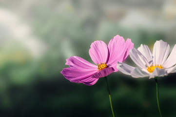 Fototapeta premium Beautiful pink flowers in the garden. Landscape