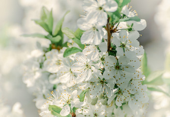 Fototapeta premium White flowers of the cherry blossoms on a spring day in the park