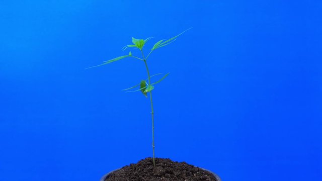 Young Cannabis plant, Rotation 360 degree and moving in wind over Blue background