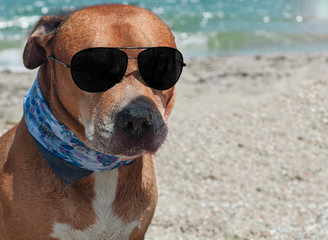 Fototapeta na wymiar Auburn American pit bull terrier with black sunglasses on the be
