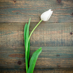 Tulip flowers isolated on background. Flat lay, Top view.