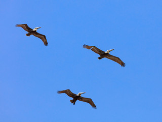 Three pelicans against blue sky, Florida, USA