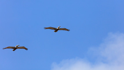 Two pelicans against blue sky, Florida, USA