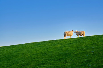 sheep on dike